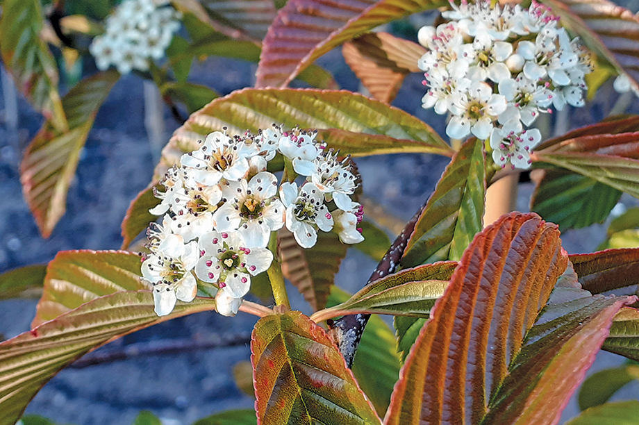 Sorbus caloneura: noted for particularly beautiful chocolate-red emergent spring foliage